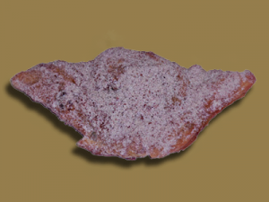 Apple Flap